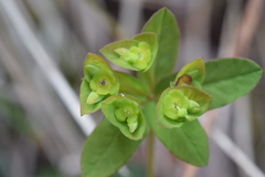 Euphorbia variabilis