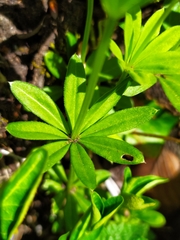 Galium odoratum