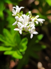 Galium odoratum