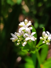 Galium odoratum