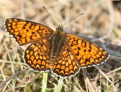 Melitaea phoebe