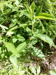 Triosteum angustifolium