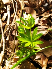 Galium odoratum