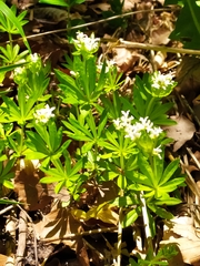 Galium odoratum