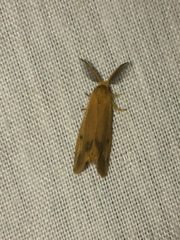 Bracharoa quadripunctata