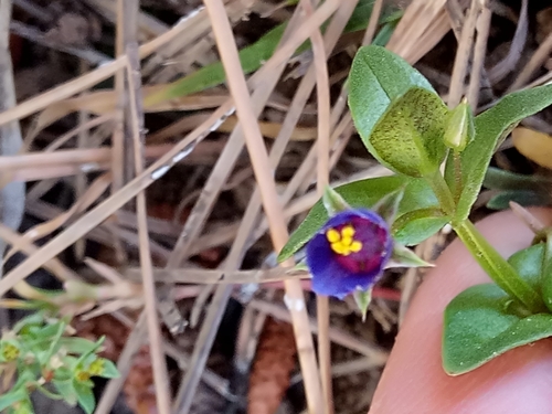 Lysimachia talaverae image