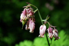Dicentra formosa formosa