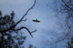 Accipiter gentilis