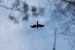 Accipiter gentilis