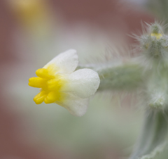 Oreocarya flavoculata