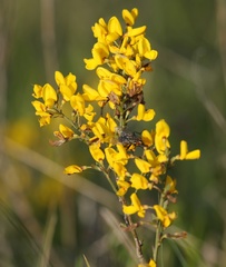 Cytisus pseudoprocumbens