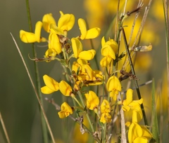 Cytisus pseudoprocumbens