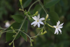 Jasminum fluminense