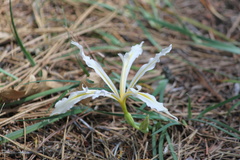 Iris hartwegii pinetorum