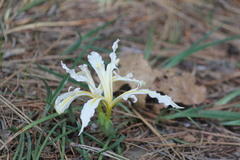 Iris hartwegii pinetorum