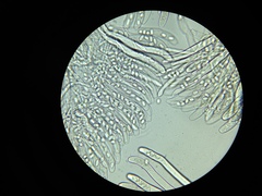 Morchella norvegiensis
