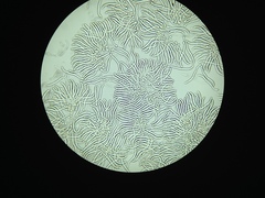 Morchella norvegiensis