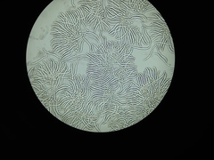 Morchella norvegiensis