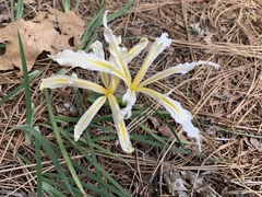 Iris hartwegii pinetorum