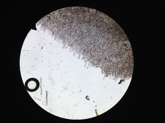 Morchella norvegiensis