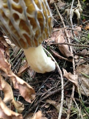 Morchella norvegiensis