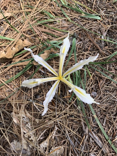 Iris hartwegii ssp. pinetorum