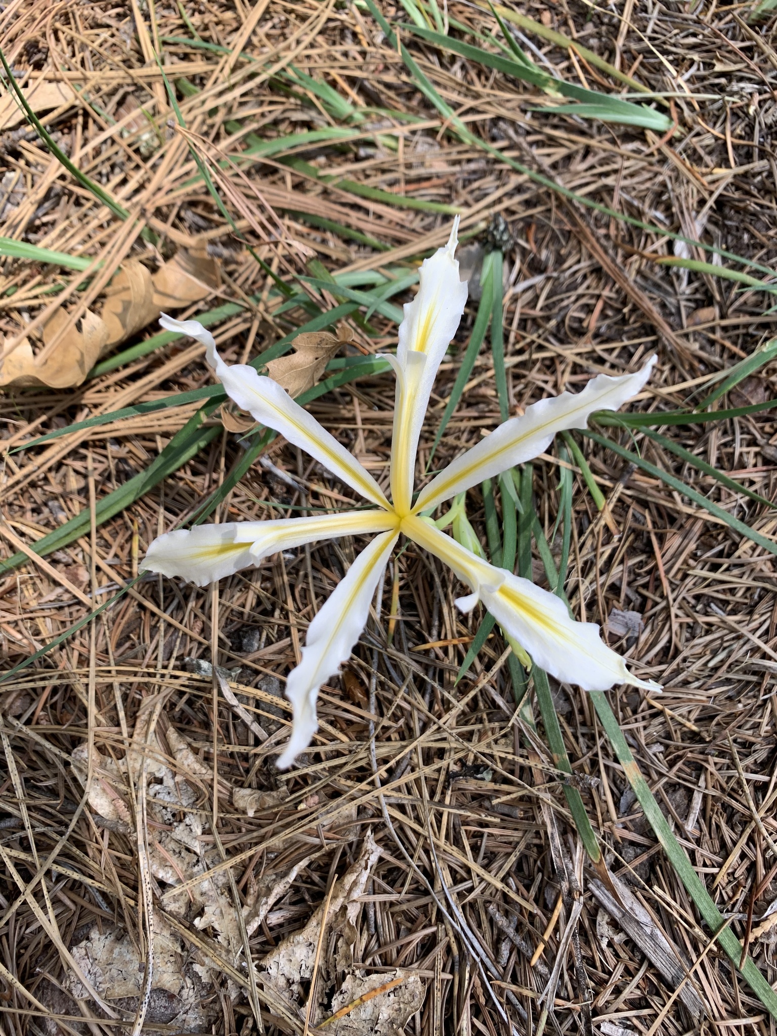 Iris hartwegii ssp. pinetorum