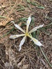 Iris hartwegii pinetorum - Photo (c) Sydney Mongiello, some rights reserved (CC BY-NC), uploaded by Sydney Mongiello