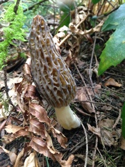 Morchella norvegiensis