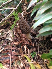 Morchella norvegiensis