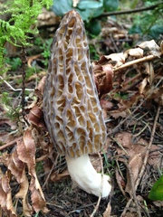 Morchella norvegiensis