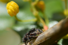 Phidippus