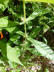 Triosteum angustifolium