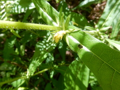 Triosteum angustifolium