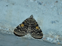 Idia calvaria