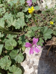 Malva sylvestris