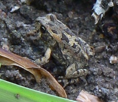 Sclerophrys poweri