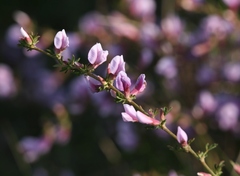 Chamaecytisus purpureus