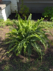 Nephrolepis obliterata