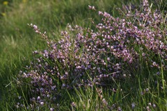 Chamaecytisus purpureus