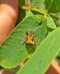 Verrucosa undecimvariolata