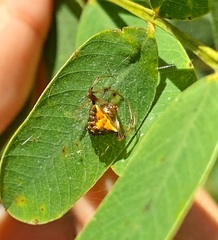 Verrucosa undecimvariolata