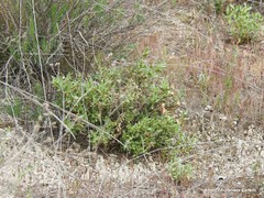 Helianthemum squamatum