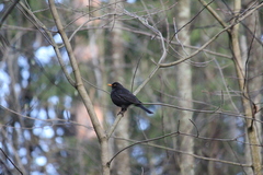 Turdus merula