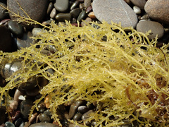 Gongolaria barbata