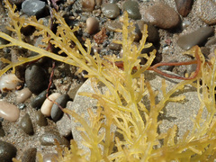 Gongolaria barbata