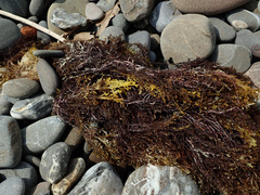 Gongolaria barbata