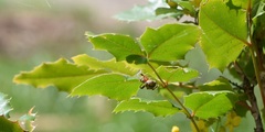Araneae