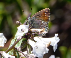 Callophrys muiri