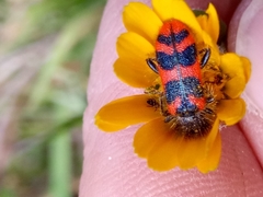 Trichodes umbellatarum